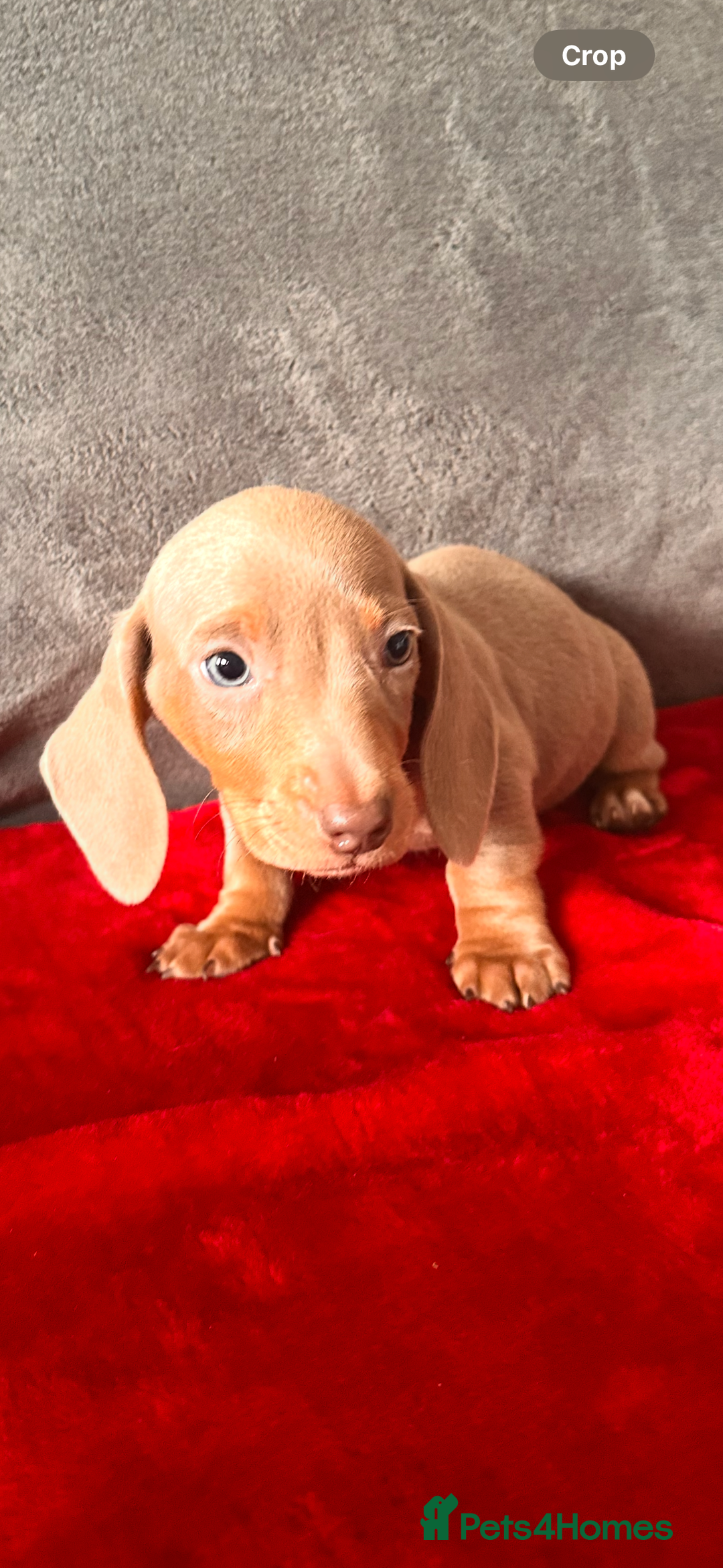 Miniature Dachshund dogs for sale: Beautiful miniature dachshund  - Image 6