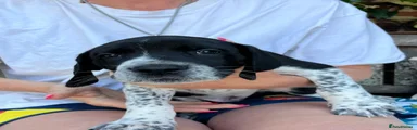 Hank