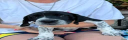 Mixed Breed dogs for sale: Great Dane × Cane Corso × Eurohound Puppies  - Advert 5