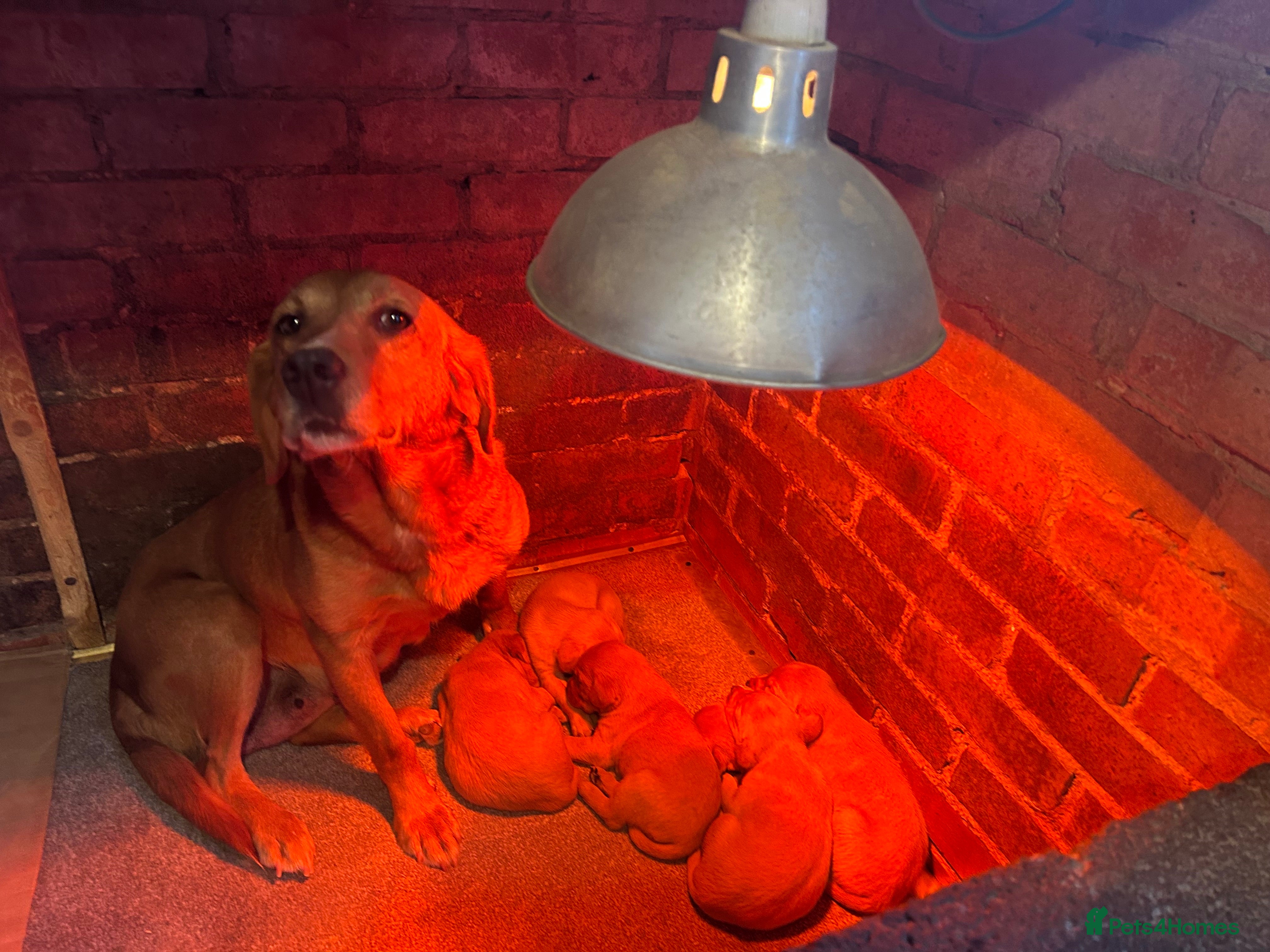 Labrador Retriever dogs Beautiful fox red Labrador puppies for sale - Advert 2