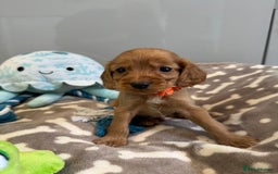 Cocker Spaniel dogs for sale: 🐾Exceptional Show Cocker Spaniels🐾 - Image 10