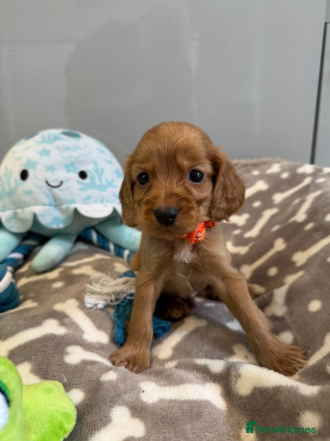 Cocker Spaniel dogs for sale: 🐾Exceptional Show Cocker Spaniels🐾 - Image 10