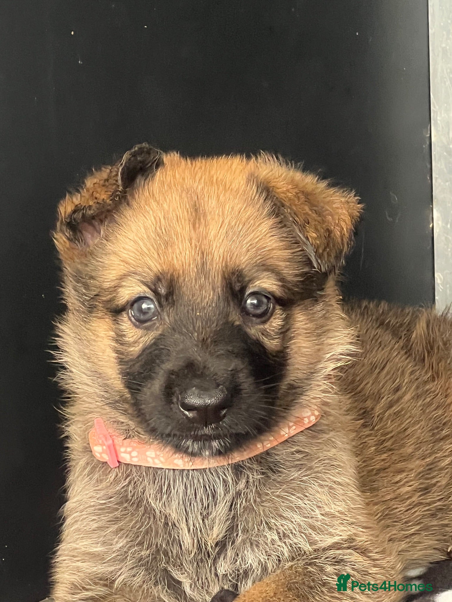 German Shepherd dogs OUTSTANDING LONG HAIRED GERMAN SHEPHERD  PUPPIES - Advert 6