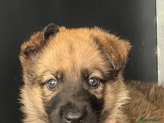 German Shepherd dogs OUTSTANDING LONG HAIRED GERMAN SHEPHERD PUPPIES - Advert 6