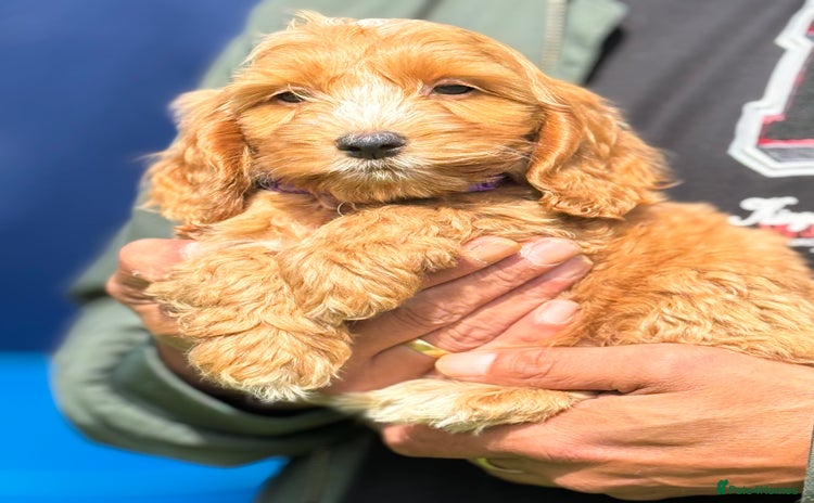 Cockapoo dogs - Advert 4