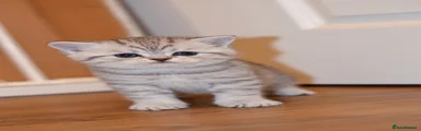 Silver White tabby boy 