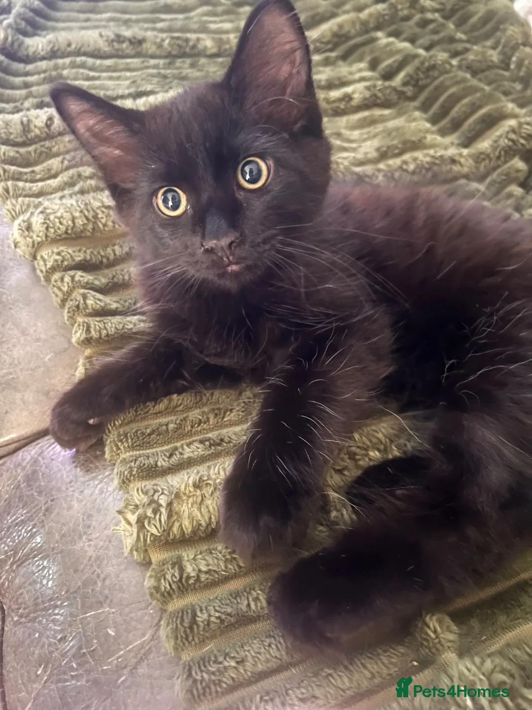 Mixed Breed cats for sale: 2 beautiful kittens looking for a new home - Advert 2