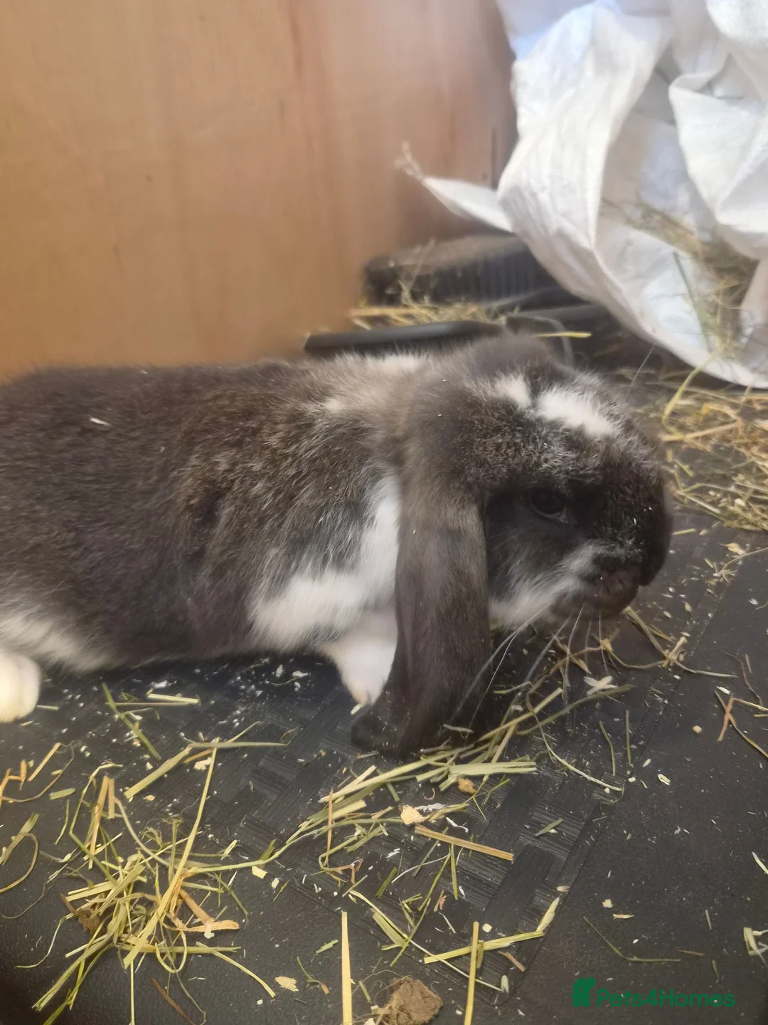 French Lop rabbits for sale: 🐰💙 TWO BEAUTIFUL MALE GIANT FRENCH LOPS 💙🐰 - Advert 2