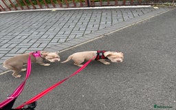 Mixed Breed dogs for sale: Pocket bully - Image 1