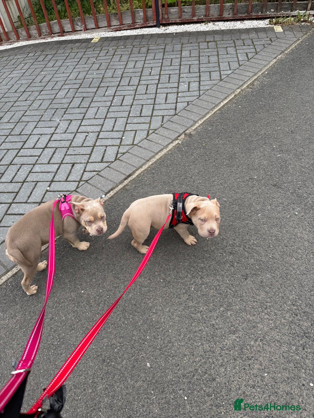 Mixed Breed dogs for sale: Pocket bully - Image 1