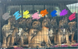 Belgian Shepherd Dog dogs for sale: Belgian Malinois puppies🐾 - Image 1