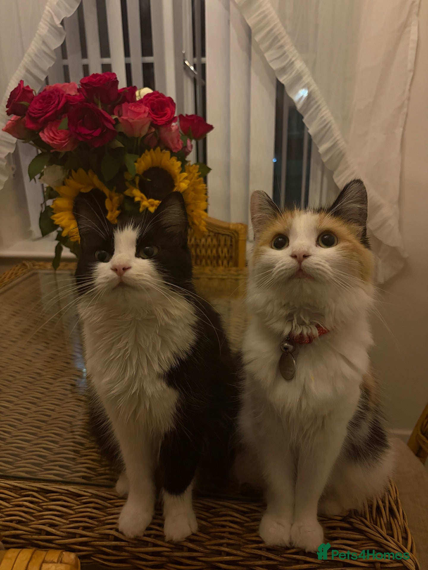 Mixed Breed cats Two beautiful female cats to be rehomed  - Advert 9