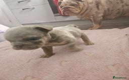 English Bulldog dogs for sale: Male tri lilac merle - Image 11