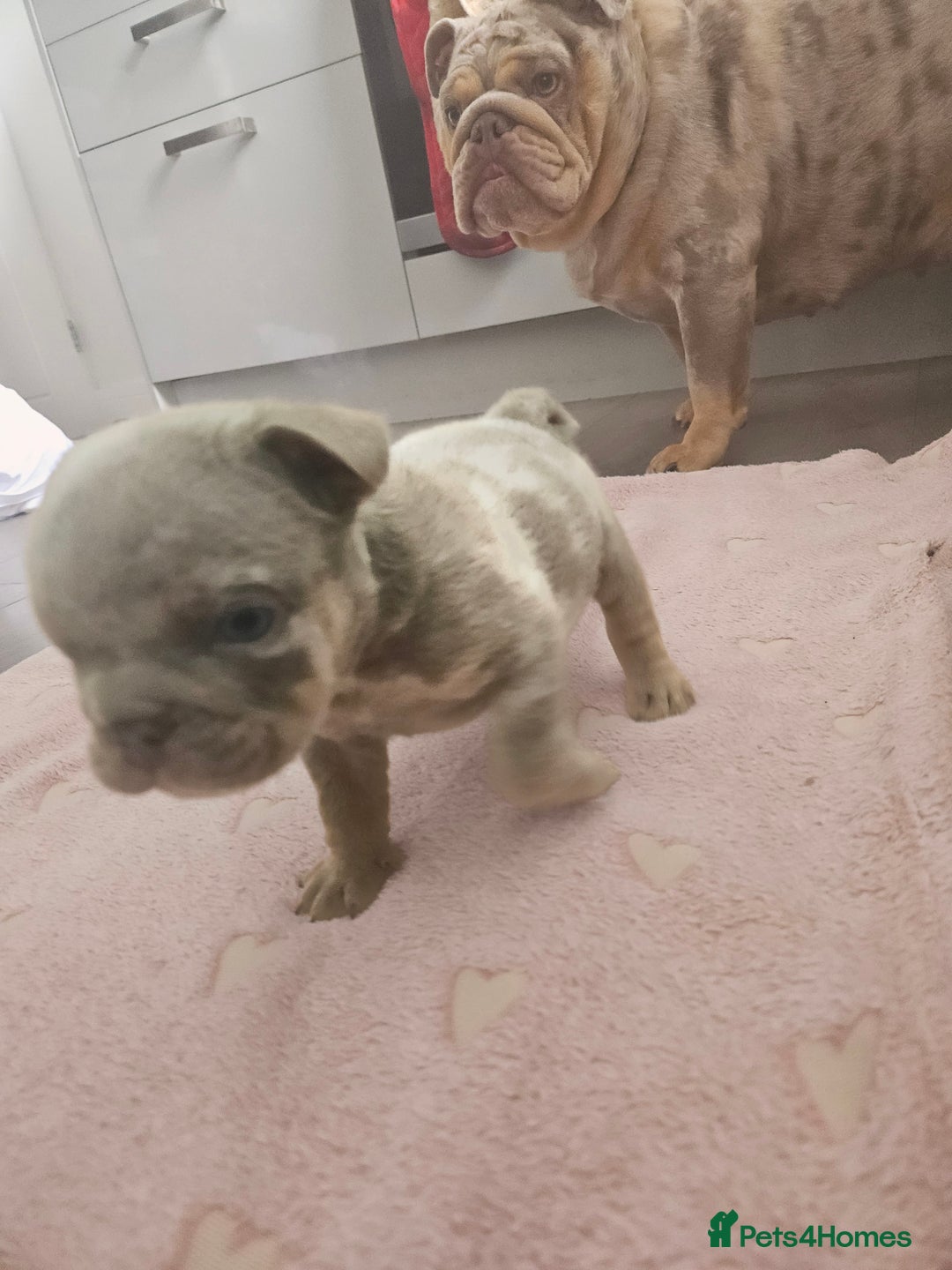English Bulldog dogs for sale: Male tri lilac merle - Image 11