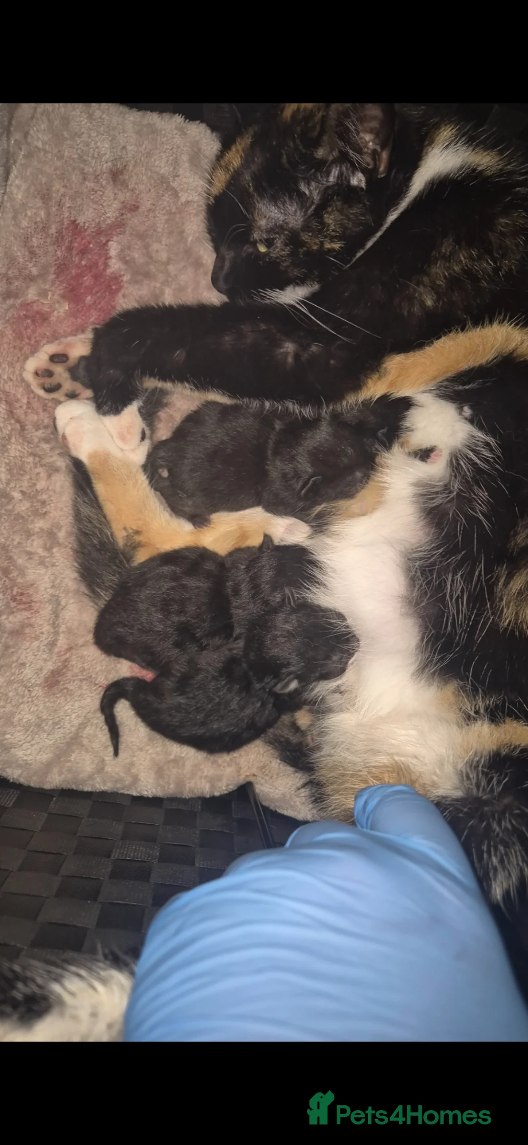 Mixed Breed cats for sale: 4 kittens 8 weeks old.  - Advert 9