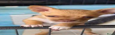 Chihuahua 2