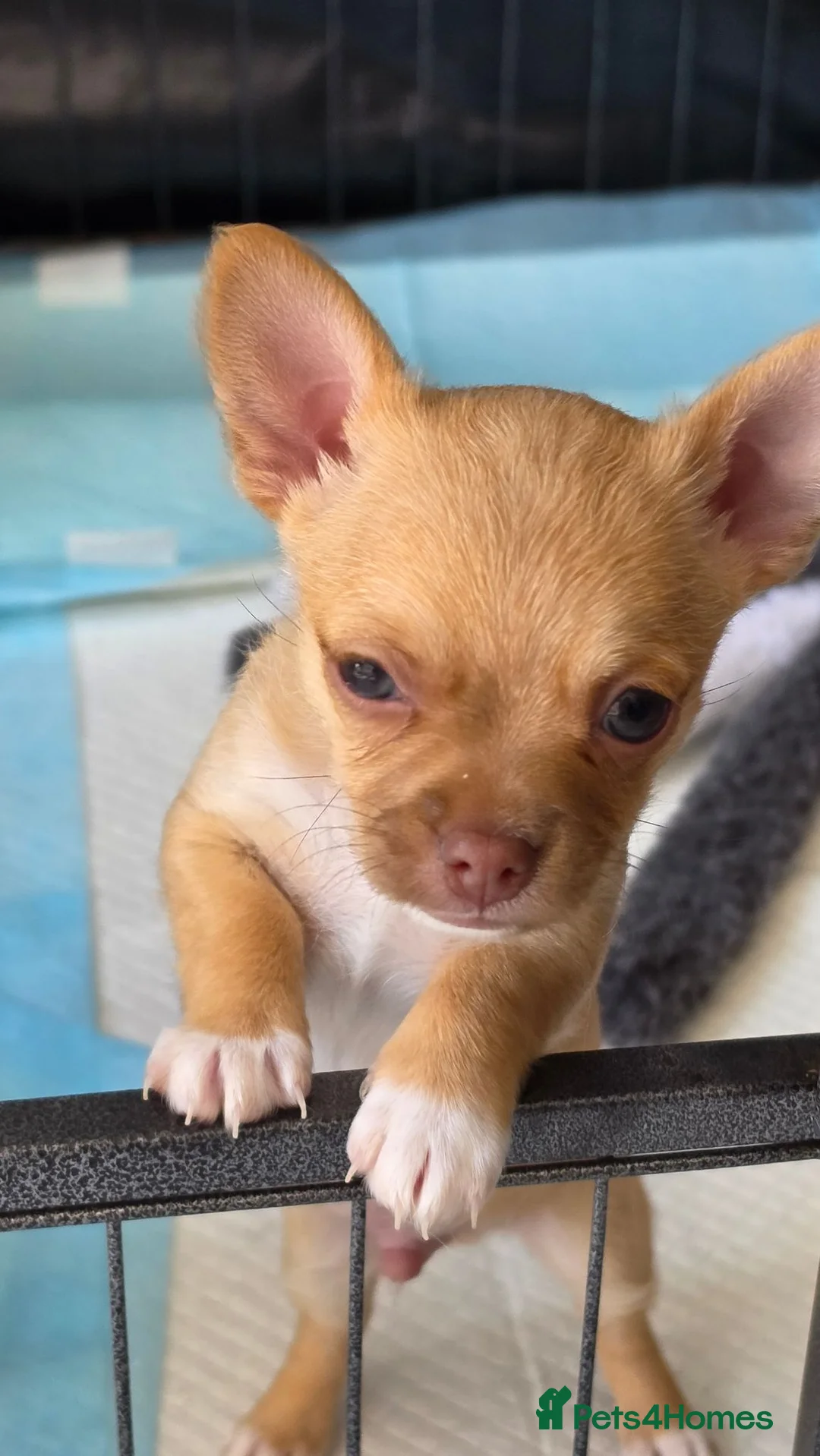 Chihuahua dogs for sale:  **  chihuahuas  in Middlewich - Advert 5