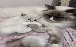 Ragdoll cats for sale: Beautiful Blue Tabby Ragdoll Fur Babies  - Image 12