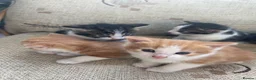 Mixed Breed cats for sale: Kittens - Advert 3
