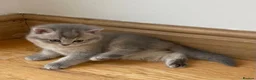 British Shorthair cats for sale: GCCF/TICA British Shorthair Champion line Kittens - Advert 16