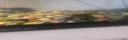 Turtle reptiles for sale: Water turtles  in Dundee - Advert 3