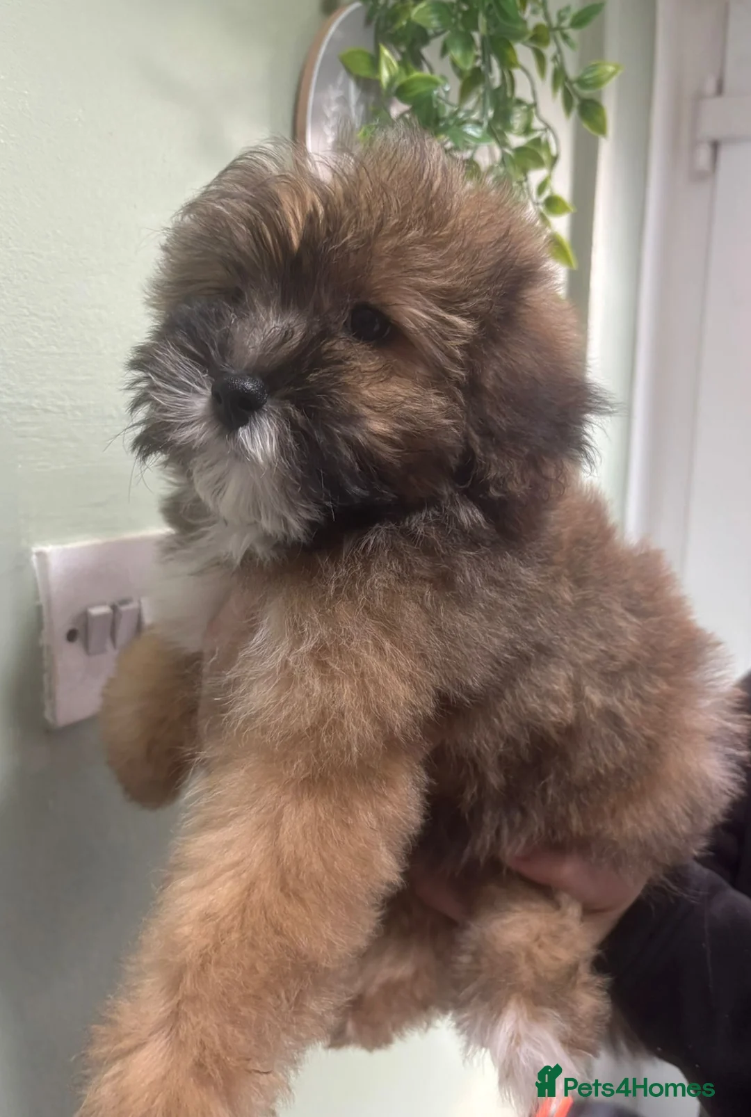 Cavapoo dogs for sale: Last 3 beautiful f1b Cavapoo - Advert 18