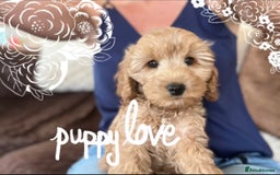 Cockapoo dogs for sale: F1 Cockapoo’s DNA Health Tested Parents - Image 6