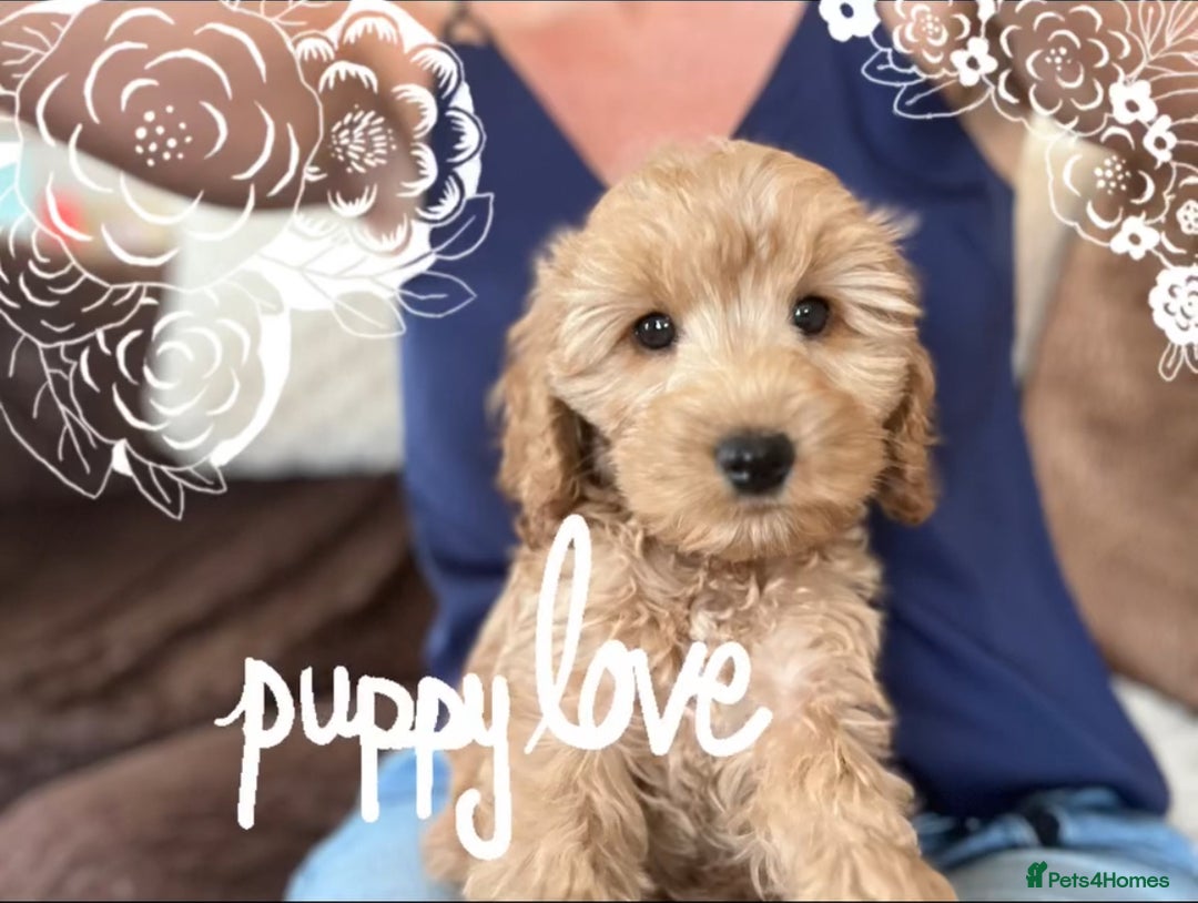 Cockapoo dogs for sale: F1 Cockapoo’s DNA Health Tested Parents - Image 6
