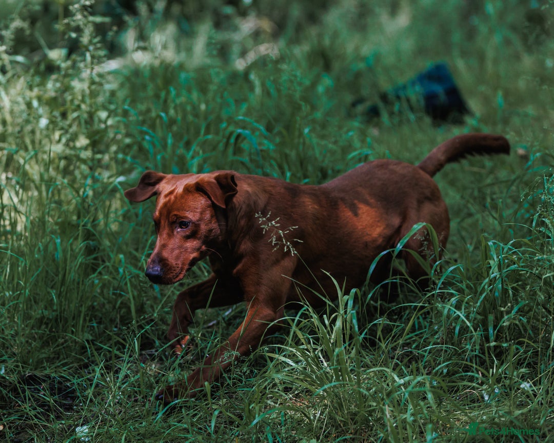 Labrador Retriever dogs for stud: Fully health tested DNA Clear  - Image 4