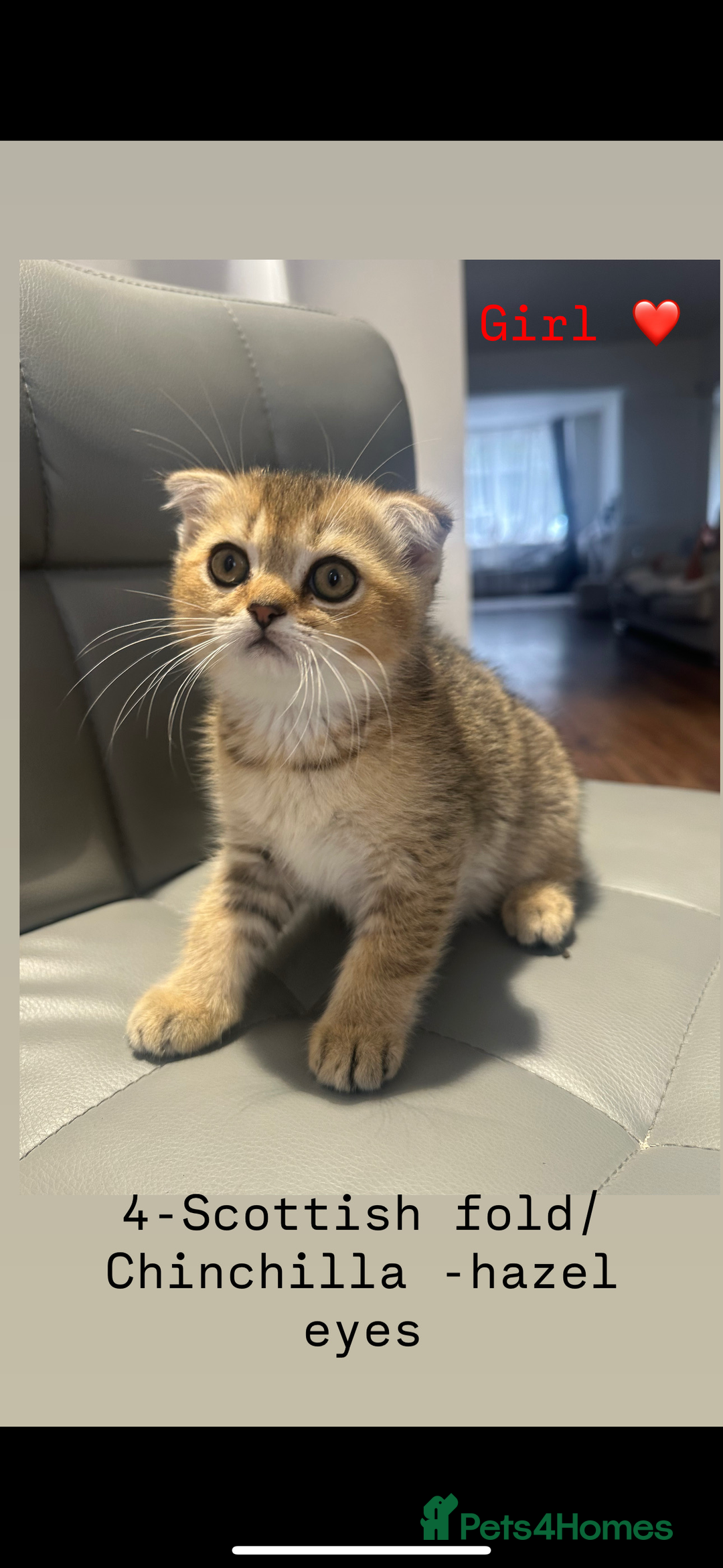 Scottish Fold cats for sale: Scottish fold / Chichilla kittens - Image 13