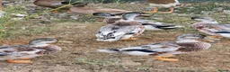 Ducks poultry for sale: DRAKES 2026 hatch - Advert 3