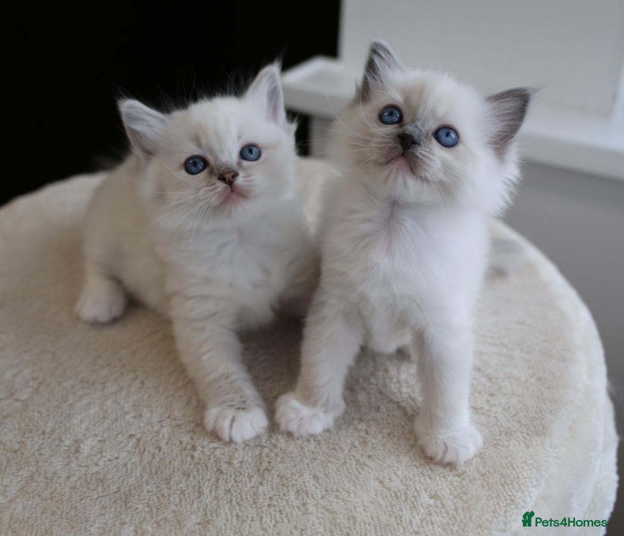 Ragdoll cats for sale: GCCF Ragdoll kittens. Lynx, Blue point, mitted. - Advert 18