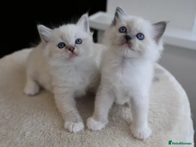 Ragdoll cats for sale: GCCF Ragdoll kittens. Lynx, Blue point, mitted. - Advert 18