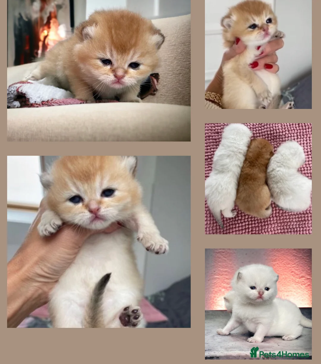 British Shorthair cats for stud: Love Bug NY12 for Stud Duties ONLY in Alton - Advert 4