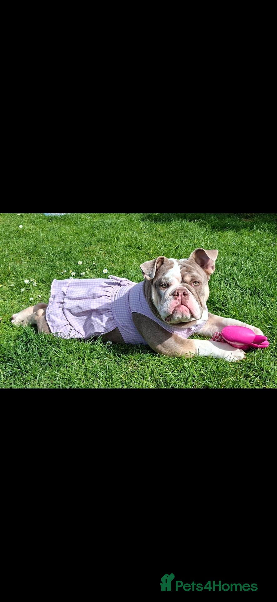 English Bulldog dogs Our beautiful girl V 💜 1 year very said sale - Advert 1
