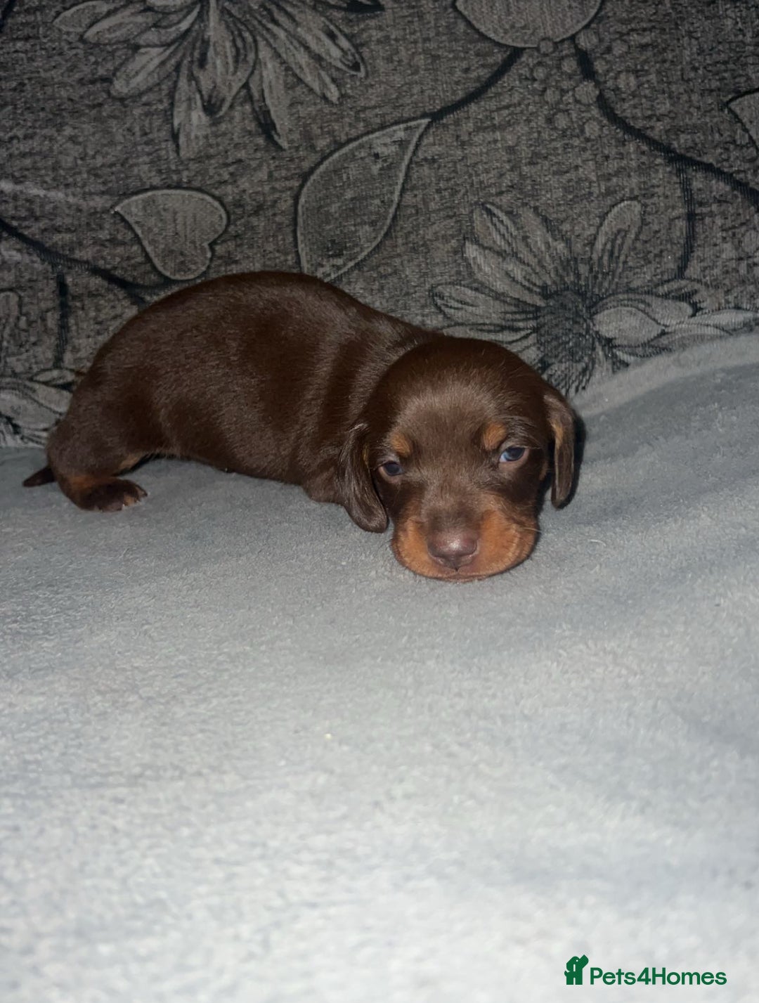 Miniature Dachshund dogs for sale: Mini dauchunds puppies - Advert 1