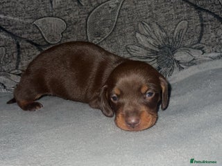 Miniature Dachshund dogs Mini dauchunds puppies - Advert 2
