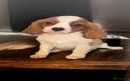 Cavalier King Charles Spaniel dogs for sale: Ready now Kennel club dna  clear cavalier puppies  - Image 7