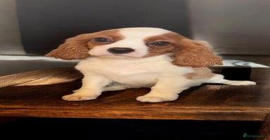 Cavalier King Charles Spaniel dogs - Advert 8