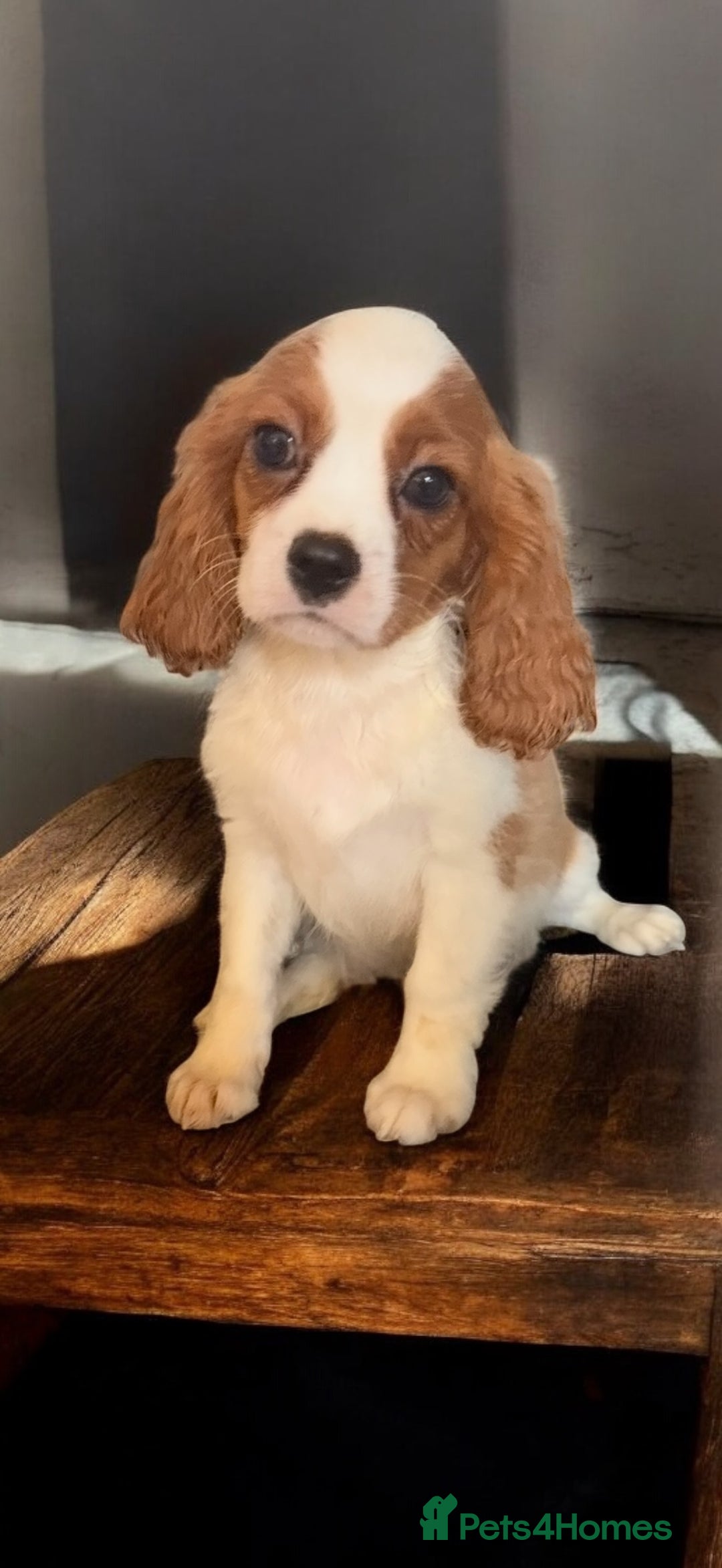 Cavalier King Charles Spaniel dogs for sale: Ready now Kennel club dna  clear cavalier puppies  - Image 7