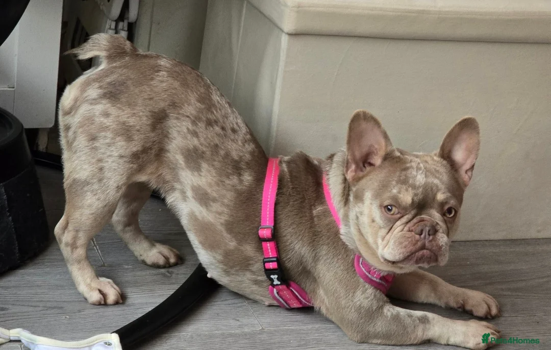 French Bulldog dogs for sale: French bulldog looking for forever home - Advert 2