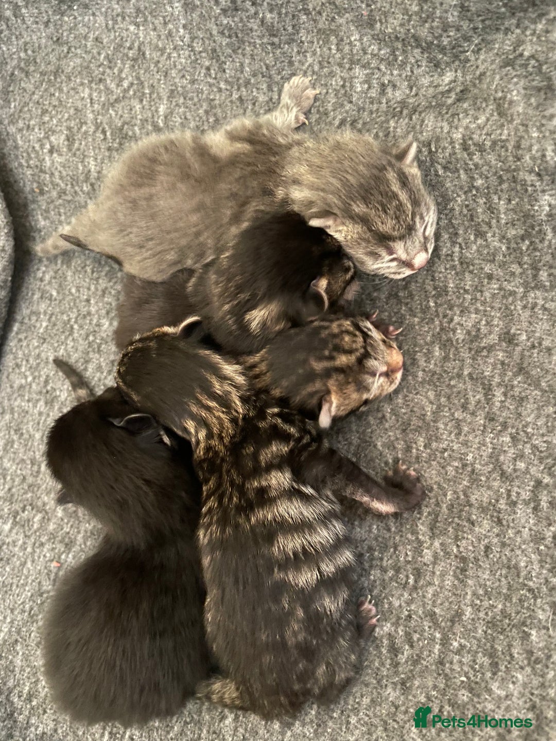 British Shorthair cats for sale: Kittens for sale - Image 7