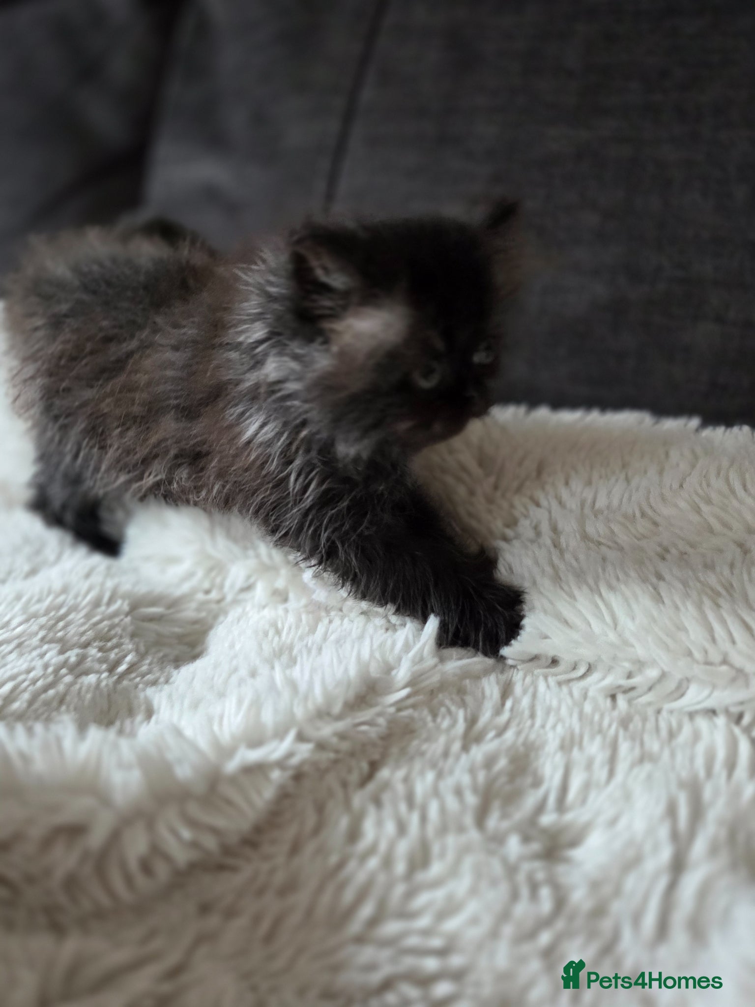 Persian cats for sale: Two Beautiful Persian male kittens  - Advert 3
