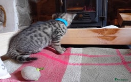 Bengal cats for sale: 6 Stunning Bengal Cross Kittens – Ready 31/10/2025 - Image 23