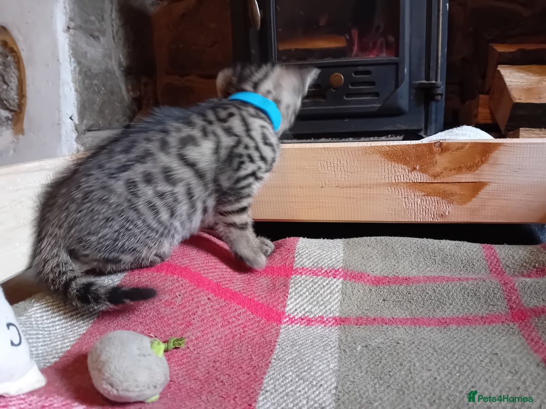 Bengal cats for sale: 6 Stunning Bengal Cross Kittens – Ready 31/10/2025 - Image 23