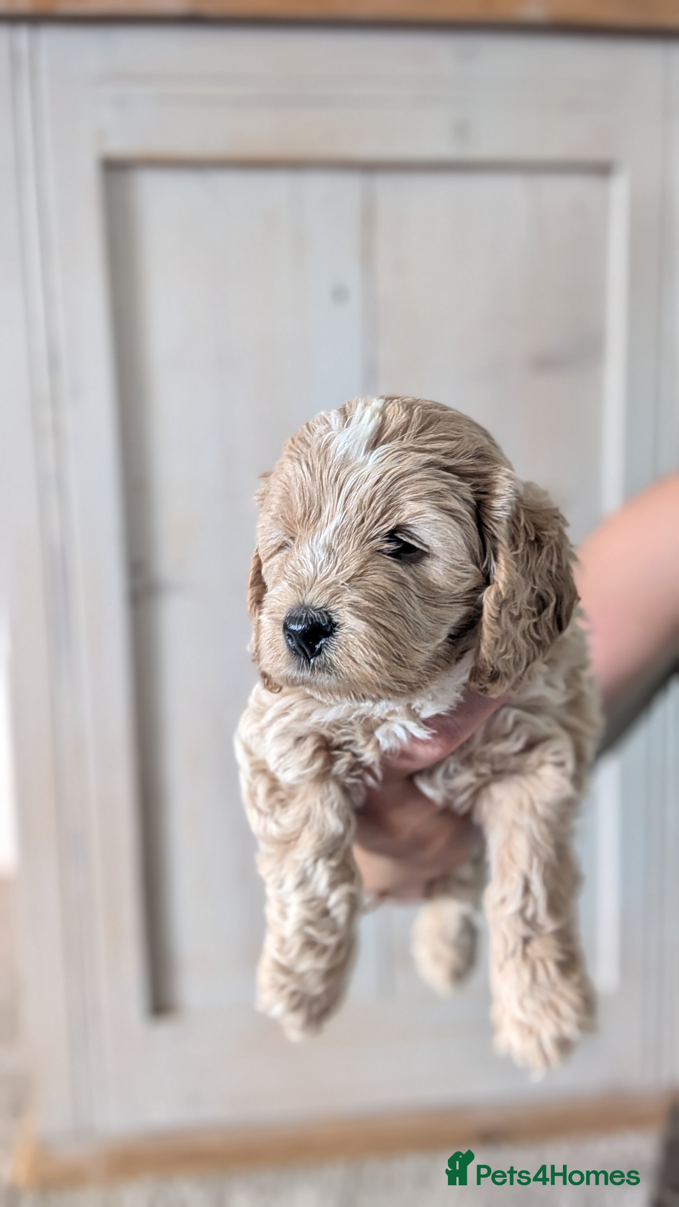 Cockapoo dogs Gorgeous F1 Cockapoo Puppies - Advert 1
