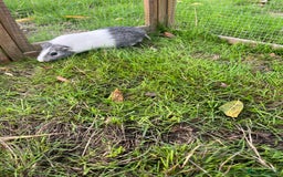 Guinea Pig rodents for sale: Guinea pig needs company - Image 1