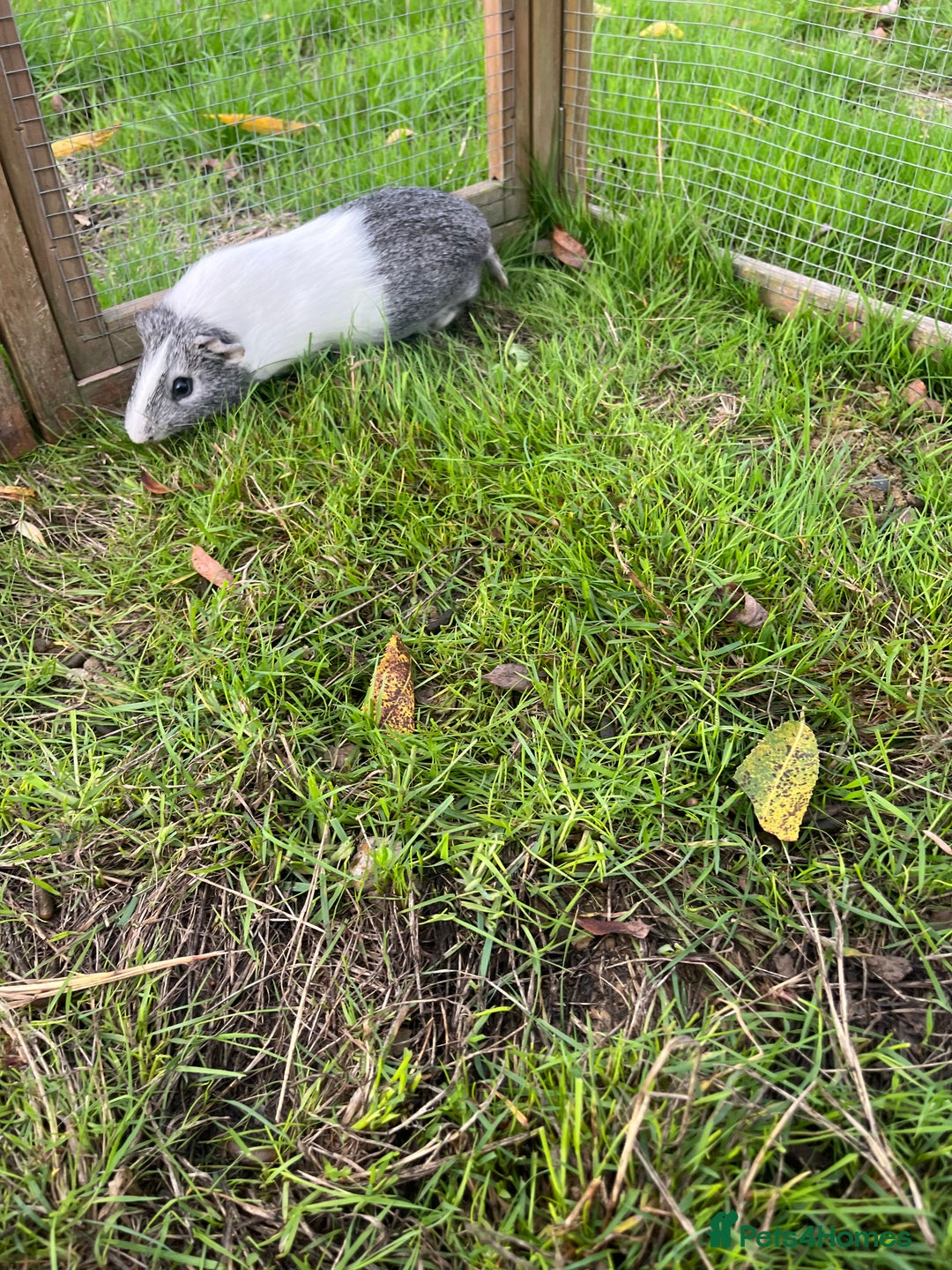 Guinea Pig rodents for sale: Guinea pig needs company - Image 1