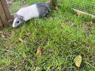 Guinea Pig rodents - Advert 20