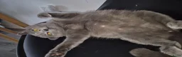 British Shorthair cats for sale: British shorthair kittens  - Advert 6